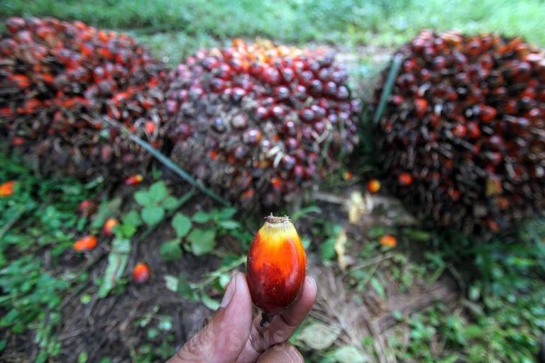 Ekspor Minyak Jelantah Dibatasi, Petani Protes